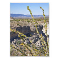 Tuff Canyon & Ocotillo, Big Bend National Park