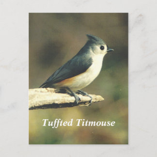 Tuffted Titmouse Postcard