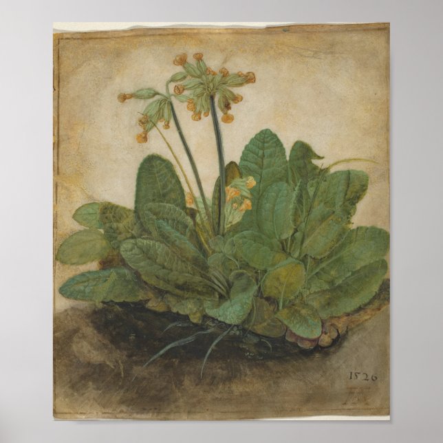 Tuft of Cowslips by Albrecht Durer Poster (Front)