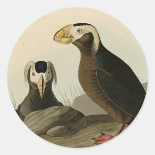 Tufted Auk (Puffin) - Audubon's Birds of America Classic Round Sticker