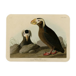 Tufted Auk (Puffin) - Audubon's Birds of America Magnet