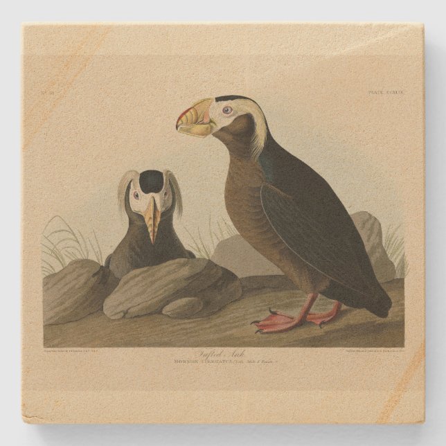 Tufted Auk (Puffin) - Audubon's Birds of America Stone Coaster (Front)