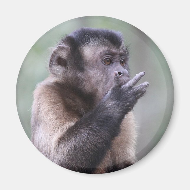 Tufted Capuchin Monkey Photo Magnet (Front)