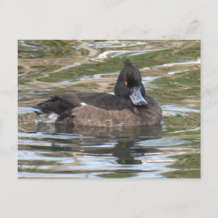 Tufted Duck DIY Postcard