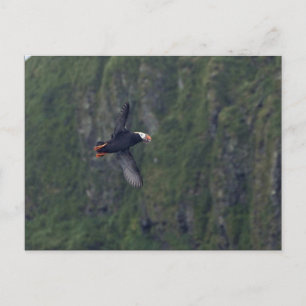 Tufted Puffin in flight, Aiktak Island Postcard