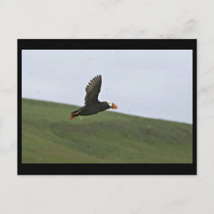 Tufted Puffin in flight, Aiktak Island Postcard