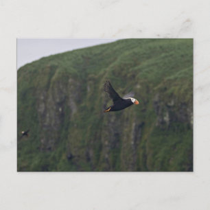 Tufted Puffin in flight at Aiktak Island Postcard