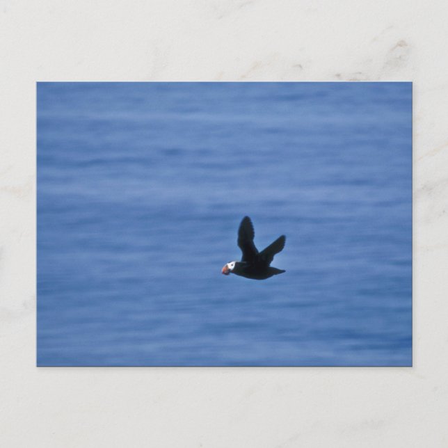 Tufted Puffin in Flight Postcard (Front)