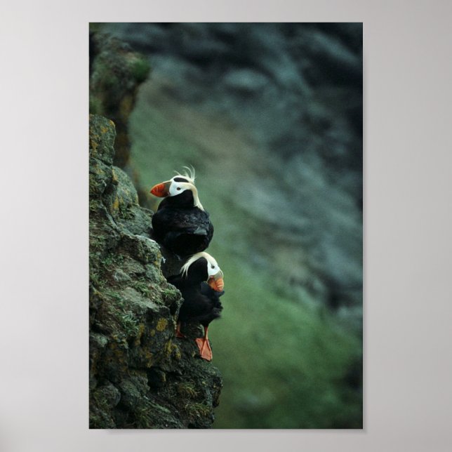 Tufted Puffin Pair Poster (Front)