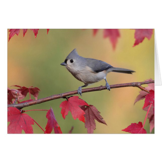 Tufted Titmice (Front Horizontal)