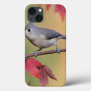 Tufted Titmice iPhone 13 Case