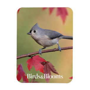 Tufted Titmice Magnet