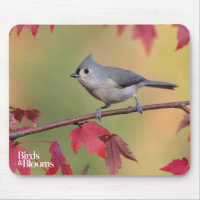 Tufted Titmice