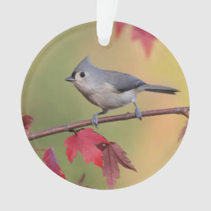Tufted Titmice Ornament