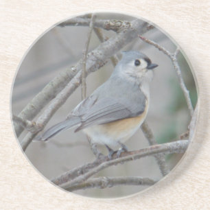 Tufted Titmouse (Baeolophus bicolor) Items Coaster