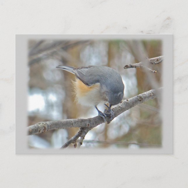 Tufted Titmouse (Baeolophus bicolor) Items Postcard (Front)