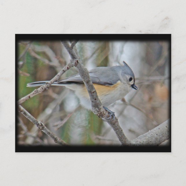 Tufted Titmouse (Baeolophus bicolor) Items Postcard (Front)