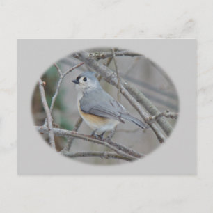 Tufted Titmouse (Baeolophus bicolor) Items Postcard