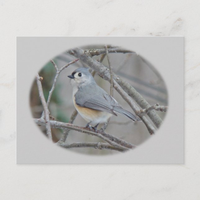 Tufted Titmouse (Baeolophus bicolor) Items Postcard (Front)