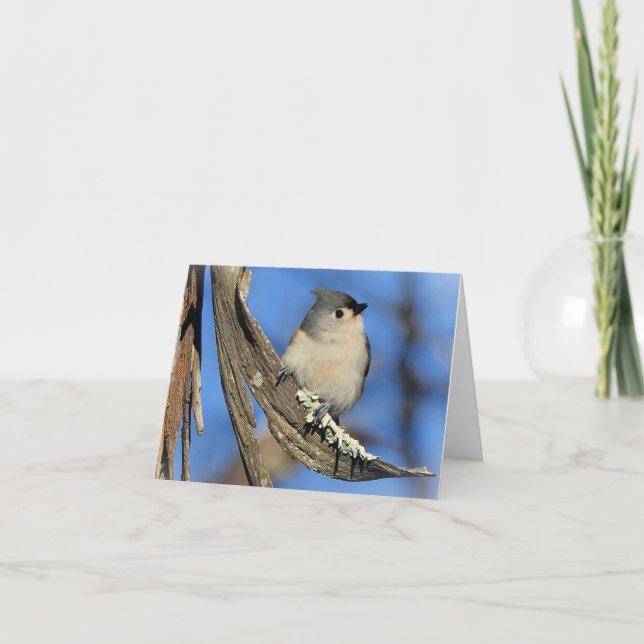 Tufted Titmouse blank inside Card (Front)