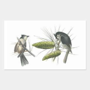 Tufted Titmouse by Audubon Rectangular Sticker