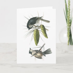 Tufted Titmouse, John Audubon Card