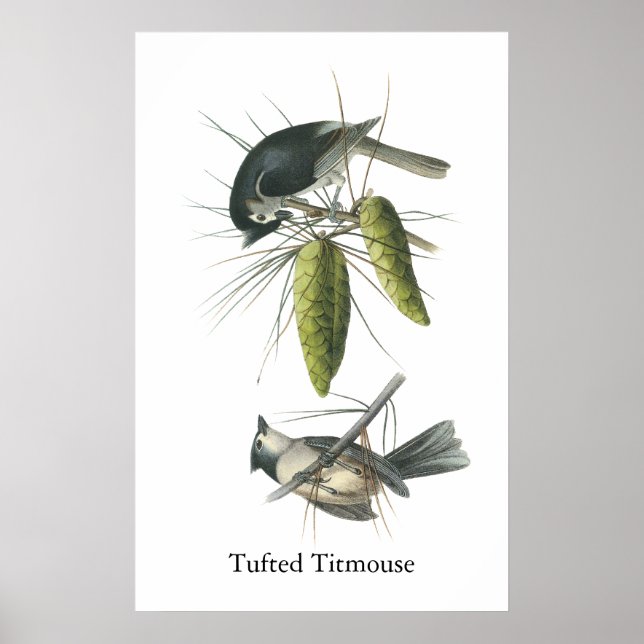 Tufted Titmouse, John Audubon Poster (Front)