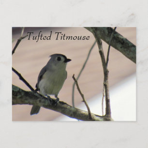 Tufted Titmouse - Learning Postcard - Florida