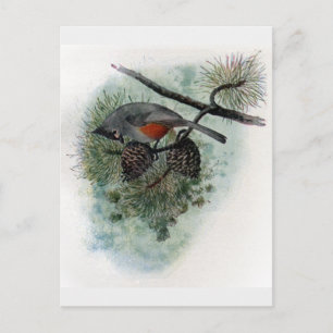 Tufted Titmouse Perched on Pinecone Postcard
