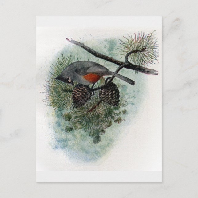 Tufted Titmouse Perched on Pinecone Postcard (Front)