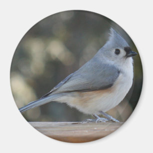 Tufted titmouse photo magnet