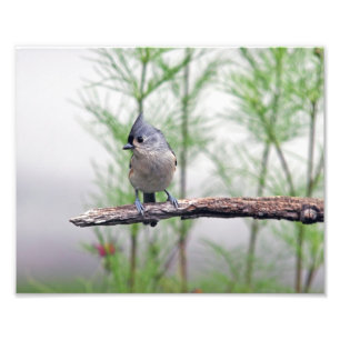 Tufted Titmouse Photo Print