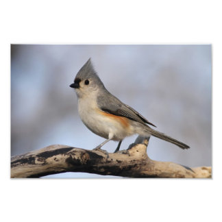 Tufted Titmouse Photo Print