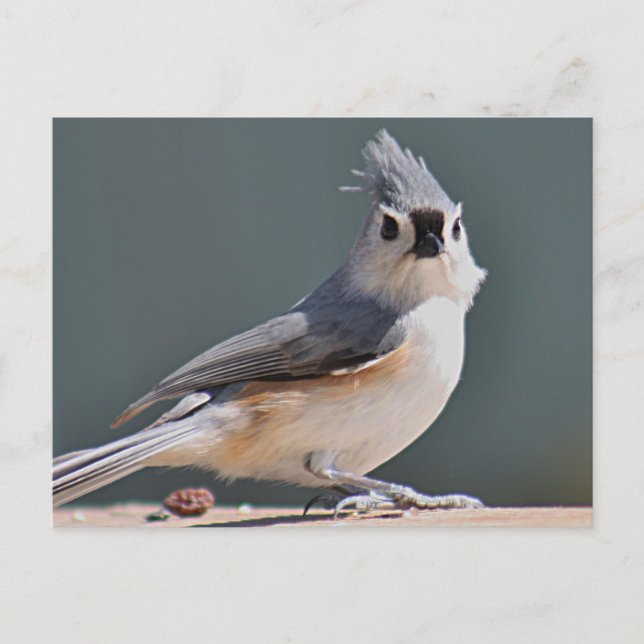 Tufted titmouse postcard (Front)
