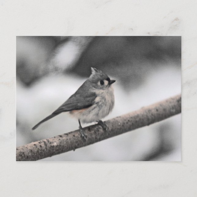 Tufted Titmouse Postcard (Front)