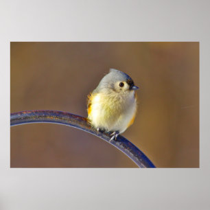 Tufted Titmouse Poster