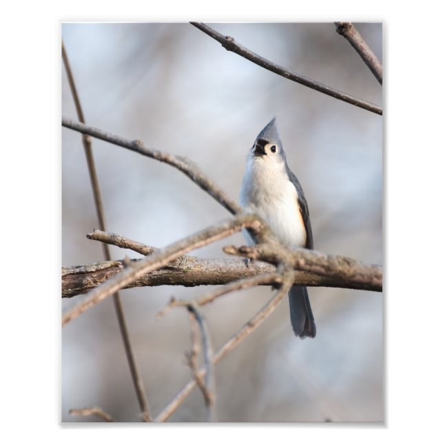 Tufted Titmouse Singing on Branch in Late Winter Photo Print (Front)