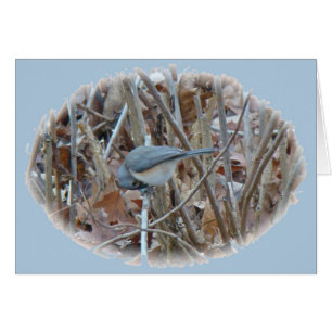 Tufted Titmouse Songbird Coordinating Items