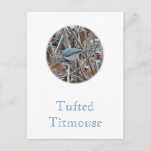 Tufted Titmouse Songbird Coordinating Items Postcard