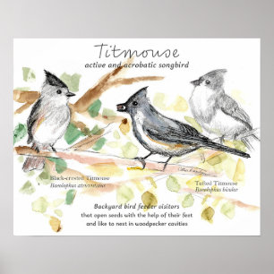 Tufted Titmouse Songbird Leaves Trees Poster