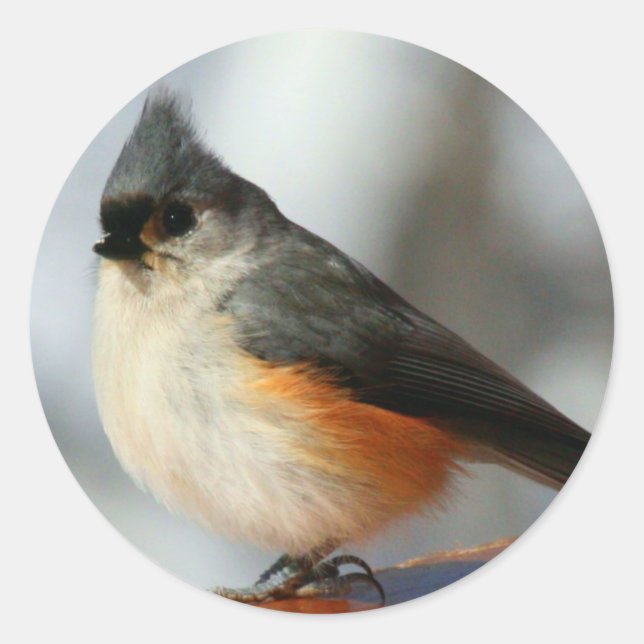 Tufted Titmouse Stickers (Front)