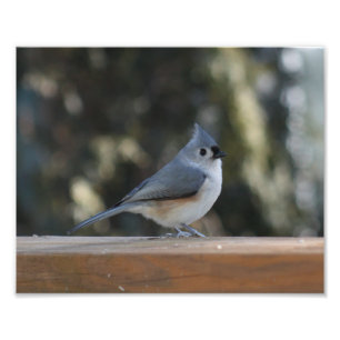 Tufted titmouse with tuft up photo print