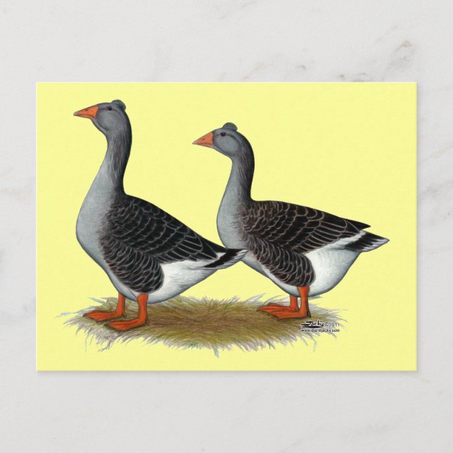Tufted Toulouse Geese Postcard (Front)
