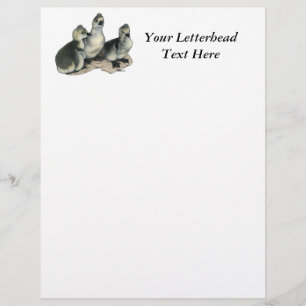 Tufted Toulouse Goslings
