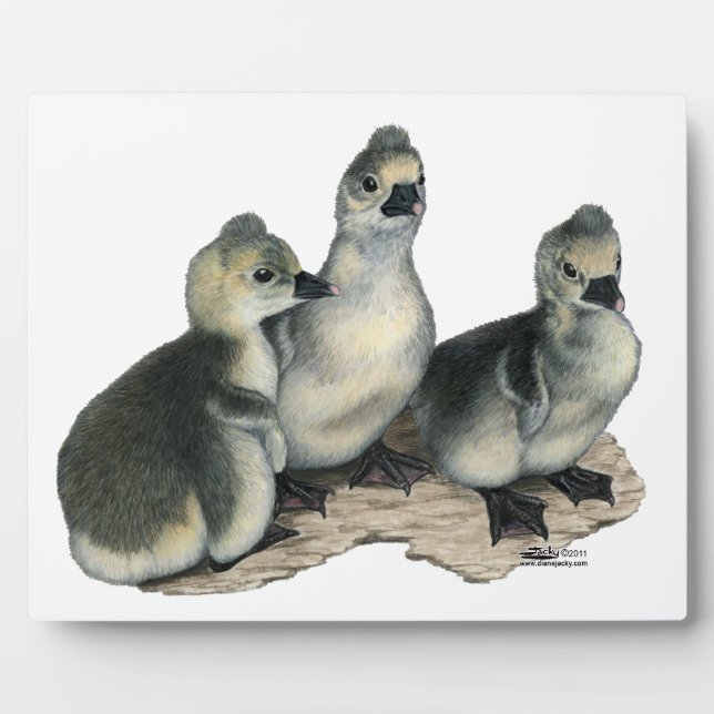 Tufted Toulouse Goslings Plaque (Front)