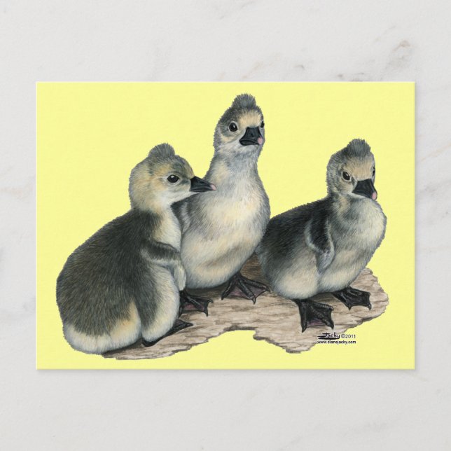 Tufted Toulouse Goslings Postcard (Front)
