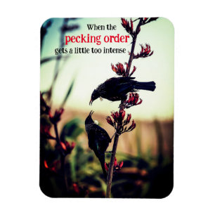 Tui birds fighting on flax magnet