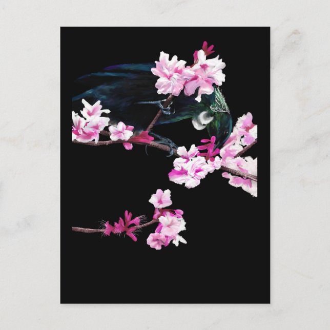 Tui Feeding on Cherry Blossoms Postcard (Front)