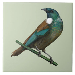 Tui New Zealands Bird Ceramic Tile