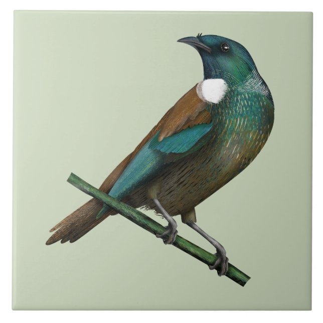 Tui New Zealands Bird Ceramic Tile (Front)